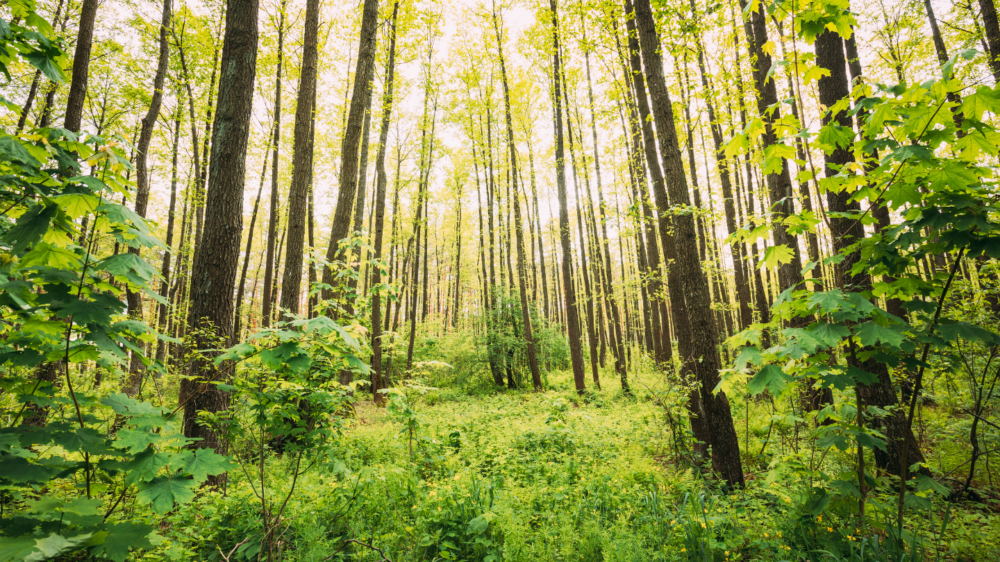Fresh Forest Diffuser Blend