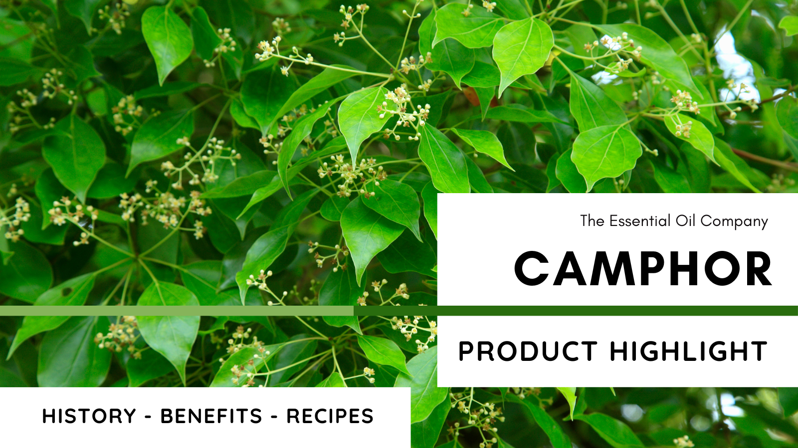 Camphor: Product Highlight