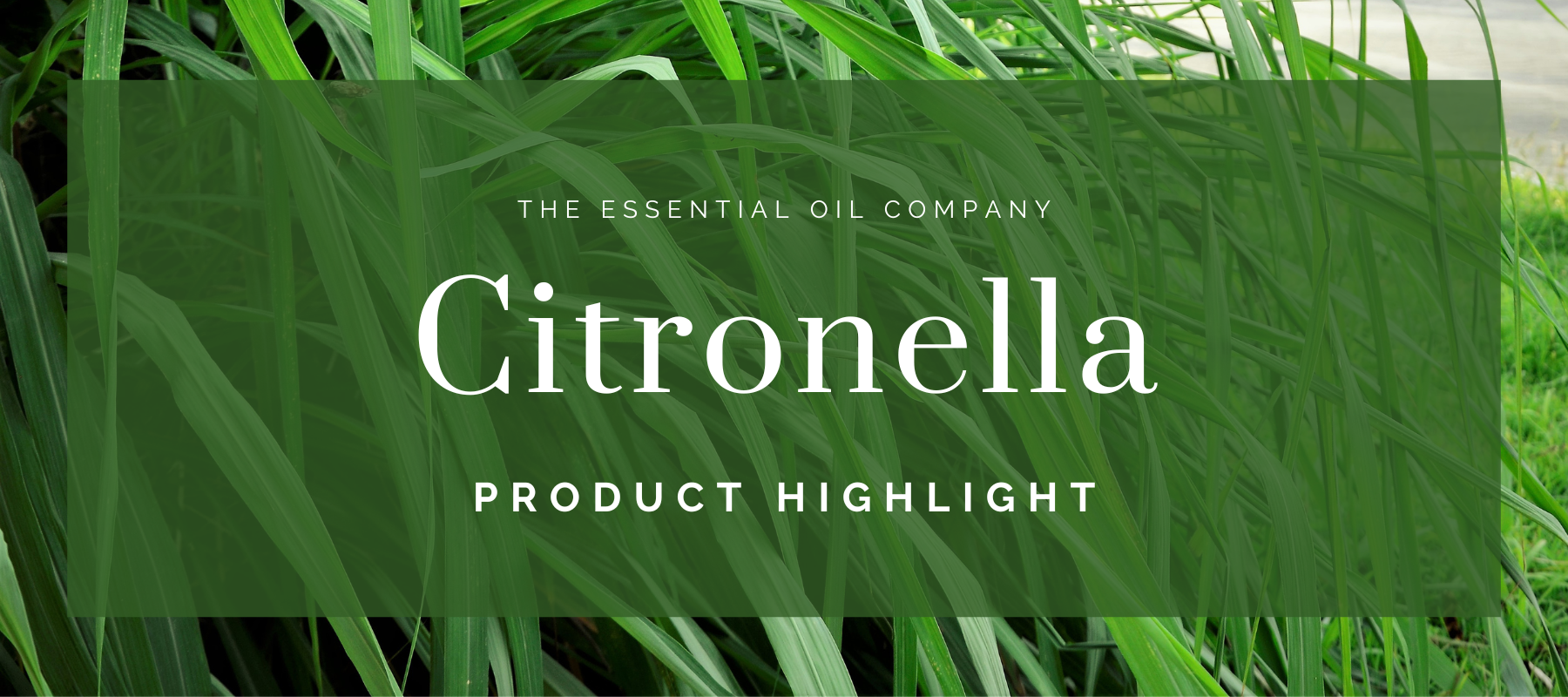 Citronella: Product Highlight