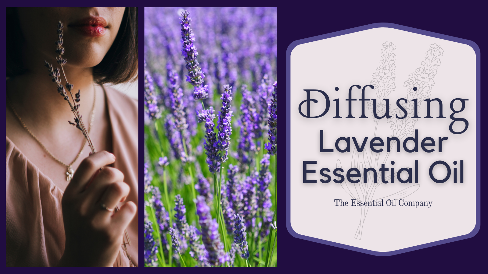 diffusing lavender essential oil