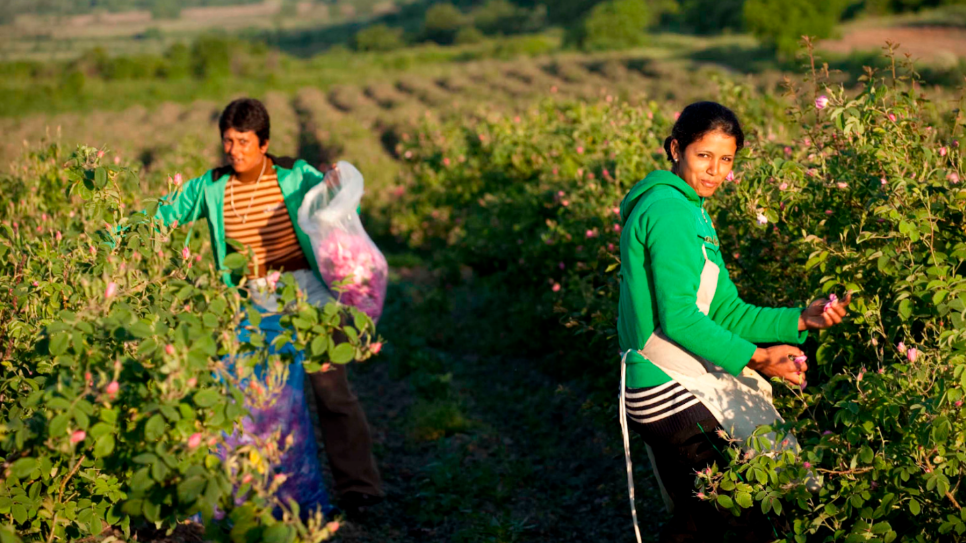 Why We Source Our Bulgarian Rose Essential Oil from Enio Bonchev