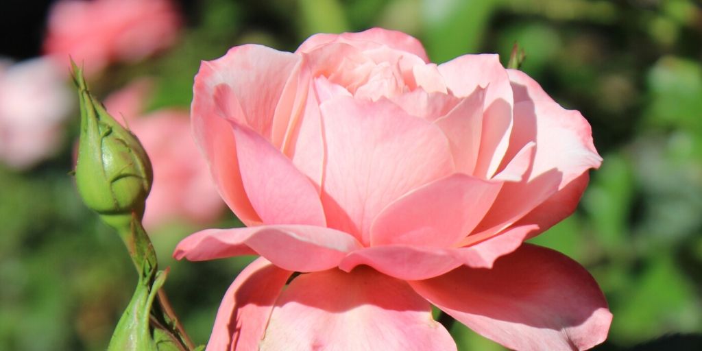 traditional rose distillation unit in Bulgaria Rose Valley