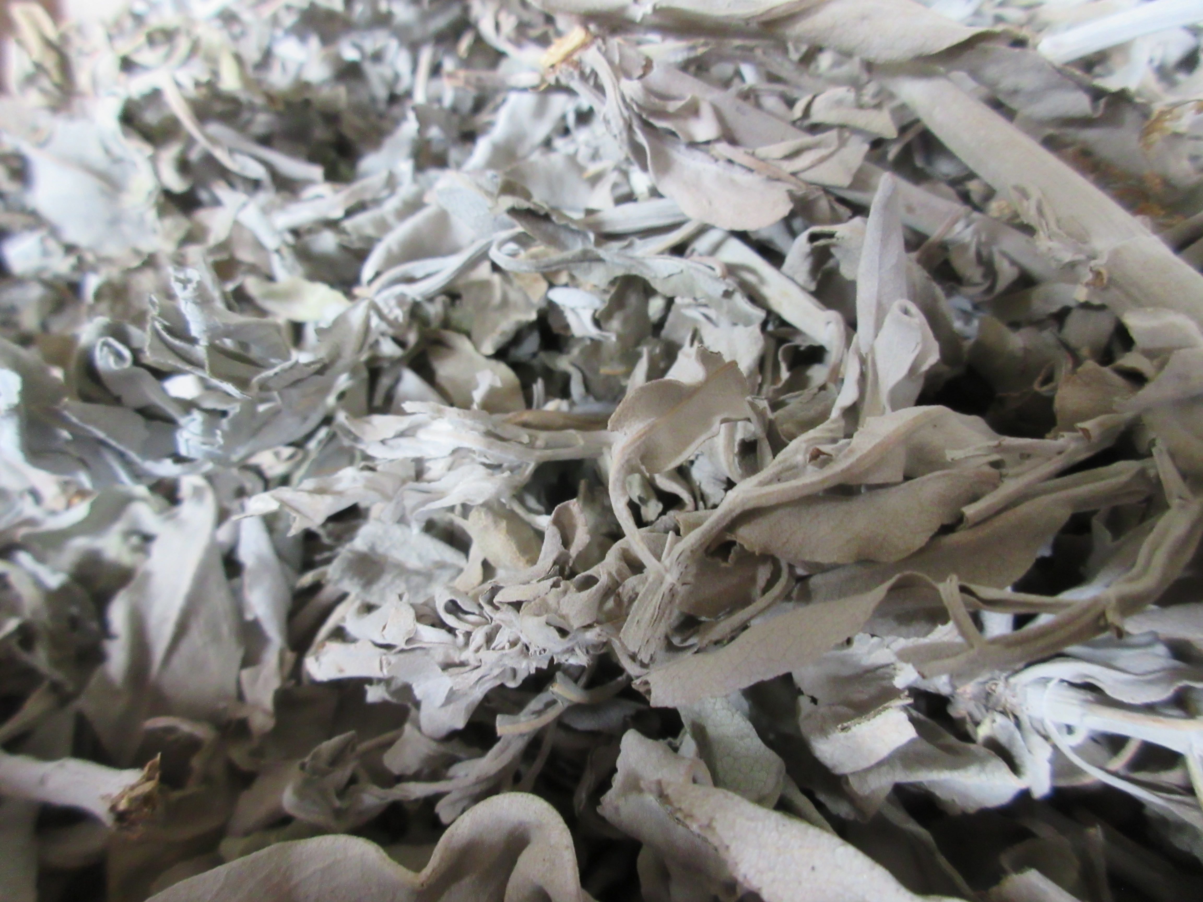 sage essential oil. distilling sage essential oil