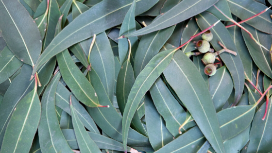 Eucalyptus essential oil Distilling Eucalyptus leaves for essential oils