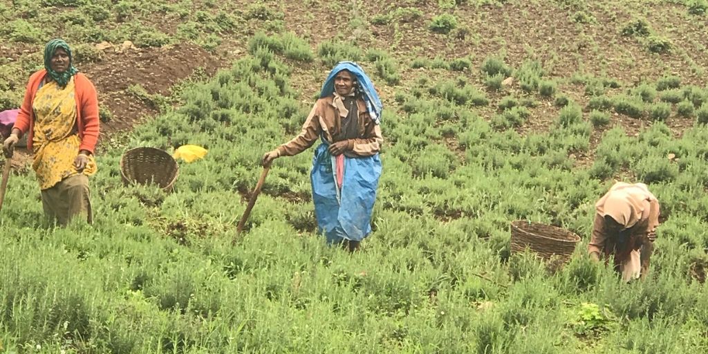 Eucalyptus Distillery in Ooty, India
