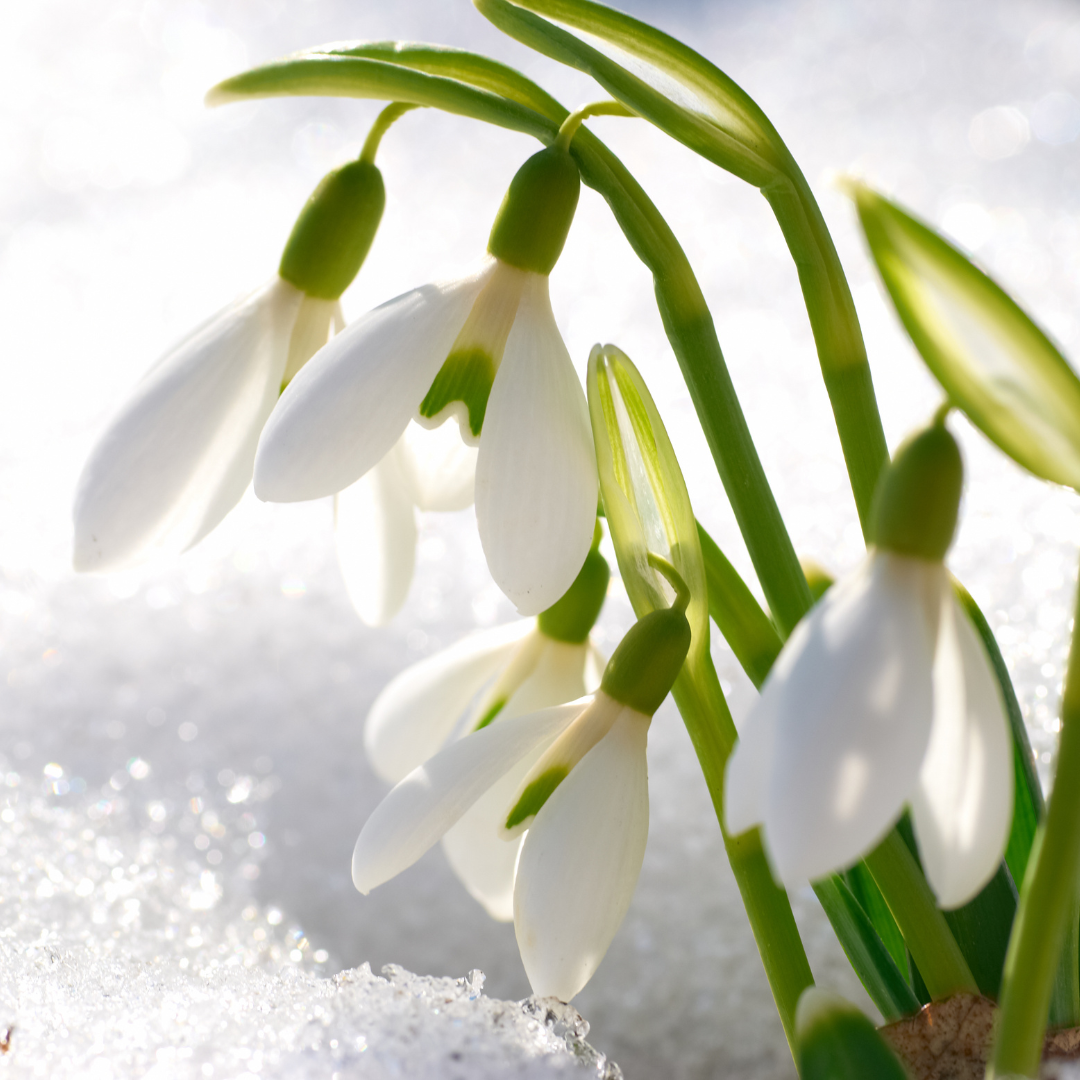 Snowdrop MM Type Fragrance Oil (LIMITED TIME)