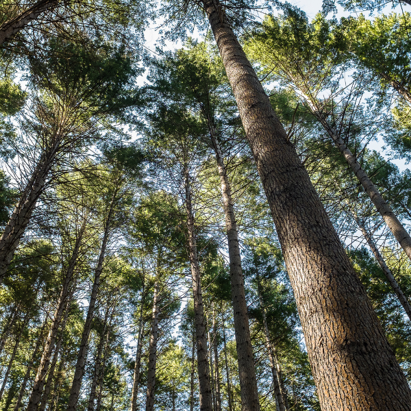Douglas Fir NZ Essential Oil - Essential Oils - The Essential Oil Company Supporting