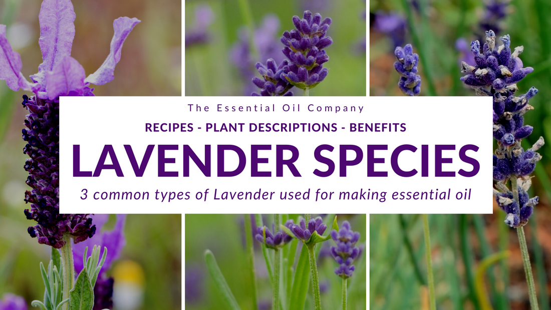 Lavender Species: 3 Types of Lavender Used for Making Essential Oil