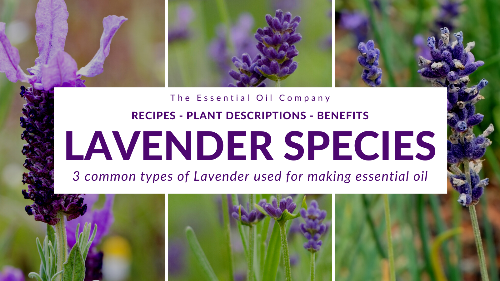 Lavender Species: 3 Types of Lavender Used for Making Essential Oil