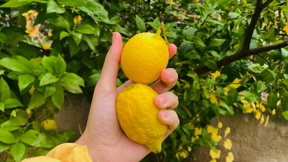 Citrus Grove Diffuser Blend
