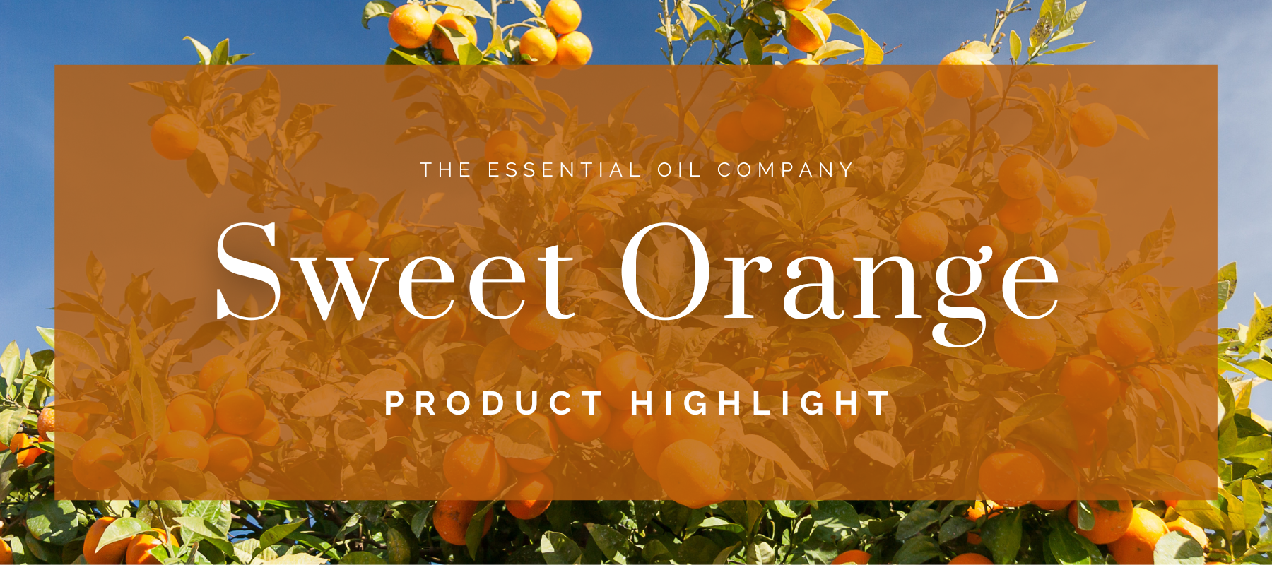 Sweet Orange: Product Highlight