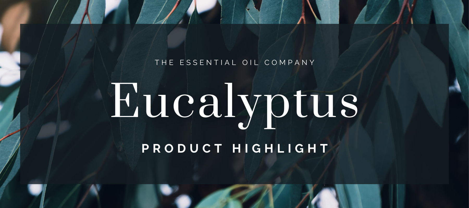 Eucalyptus: Product Highlight