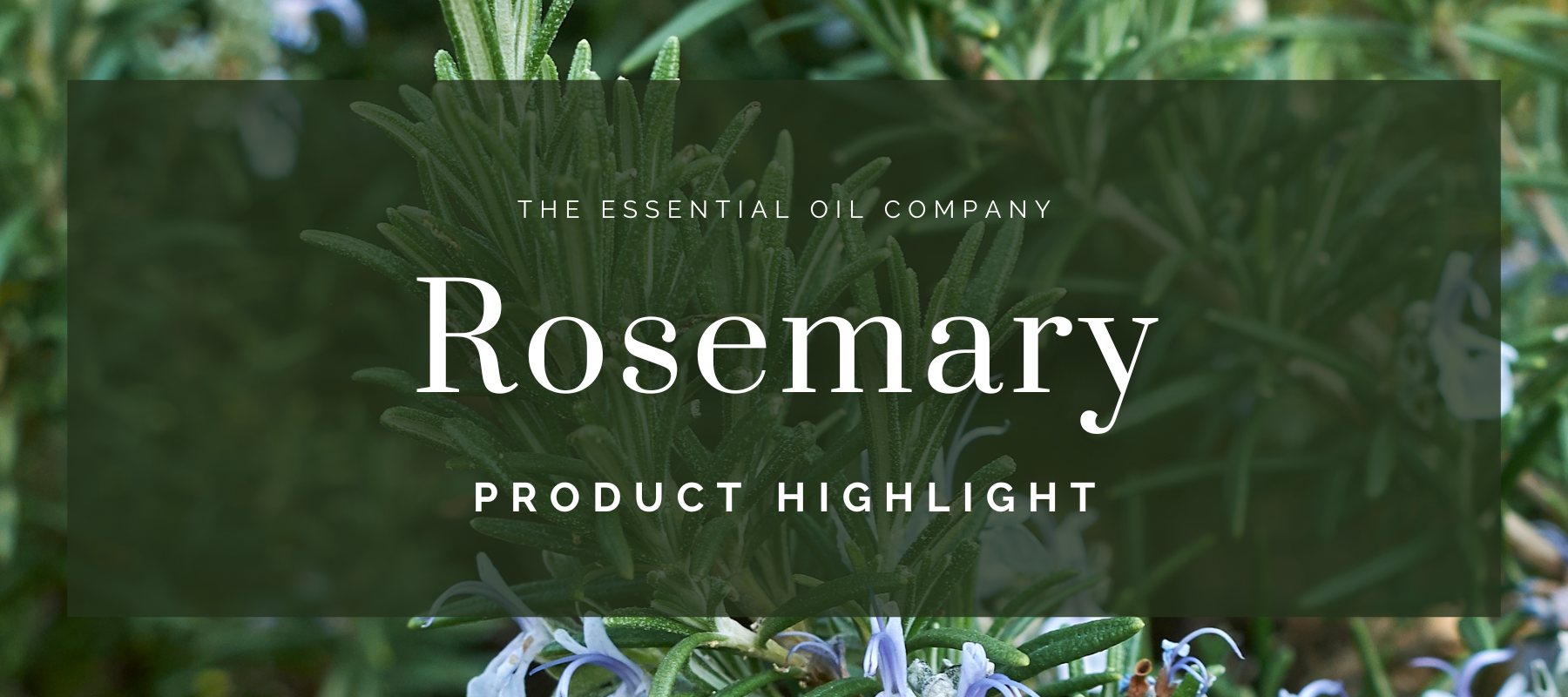 Rosemary: Product Highlight