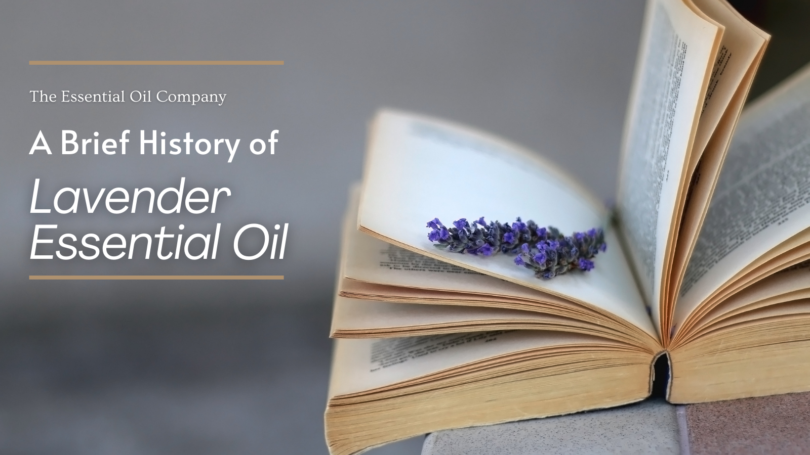 History of Lavender essential oil