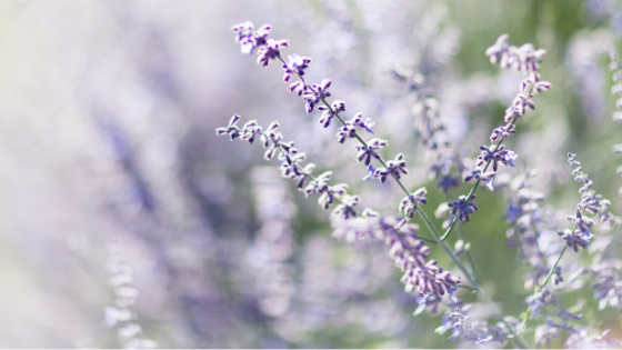 Lavender Castile Soap Recipe