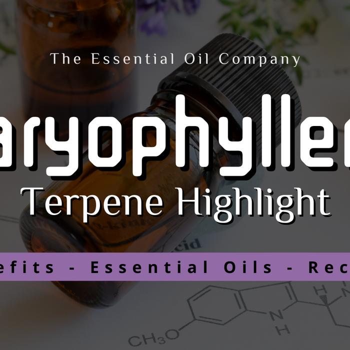 Caryophyllene: Terpene Highlight