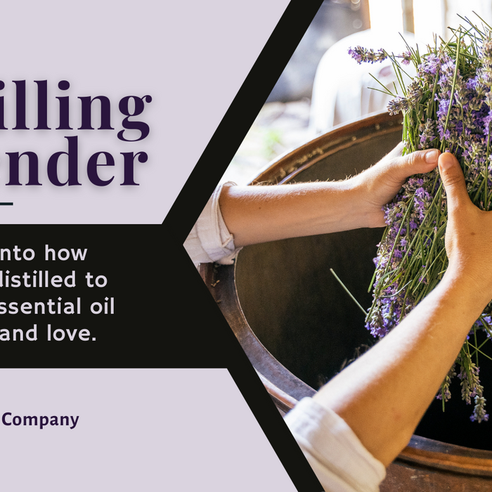 Distilling lavender essential oil
