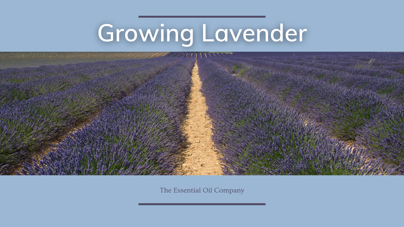 Growing Lavender for Essential Oils
