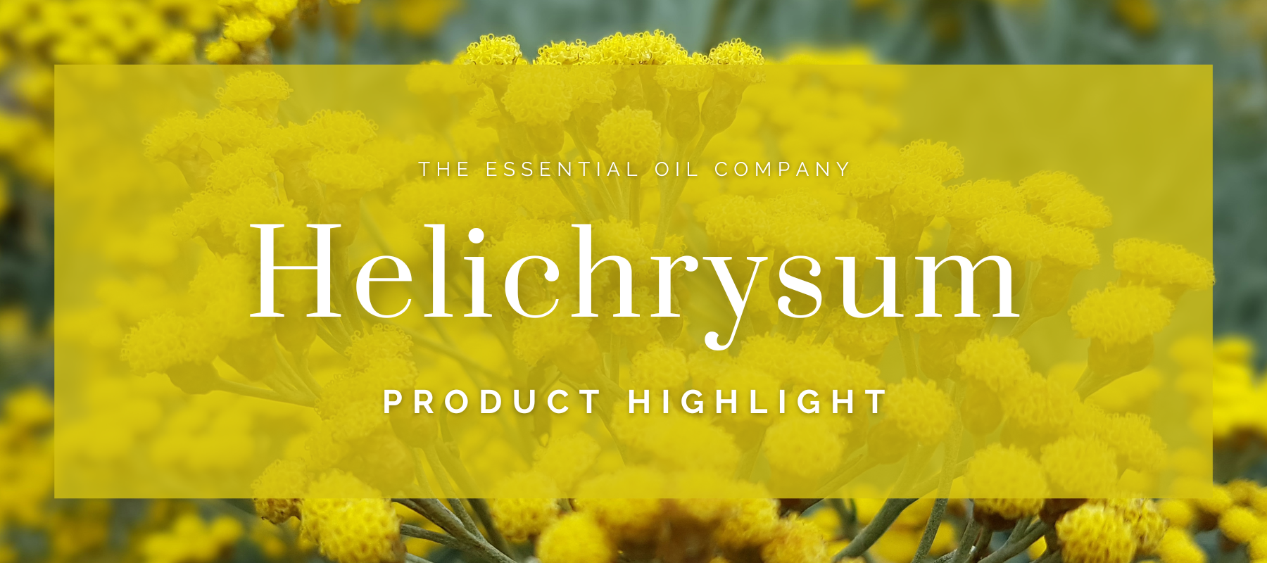 Helichrysum: Product Highlight