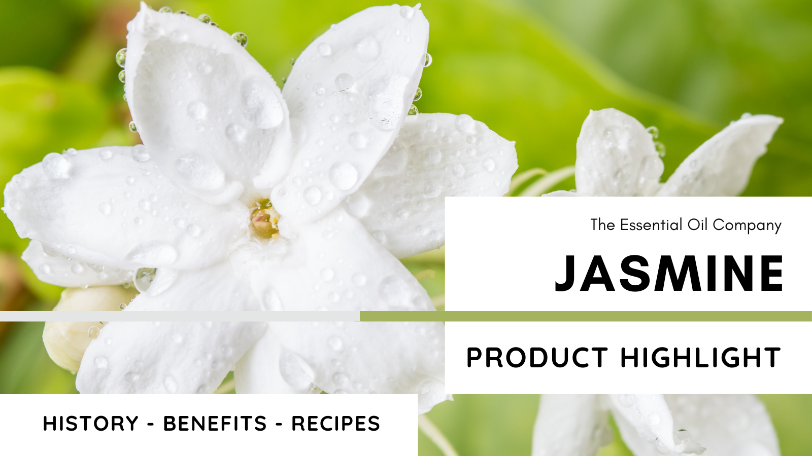 Jasmine: Product Highlight