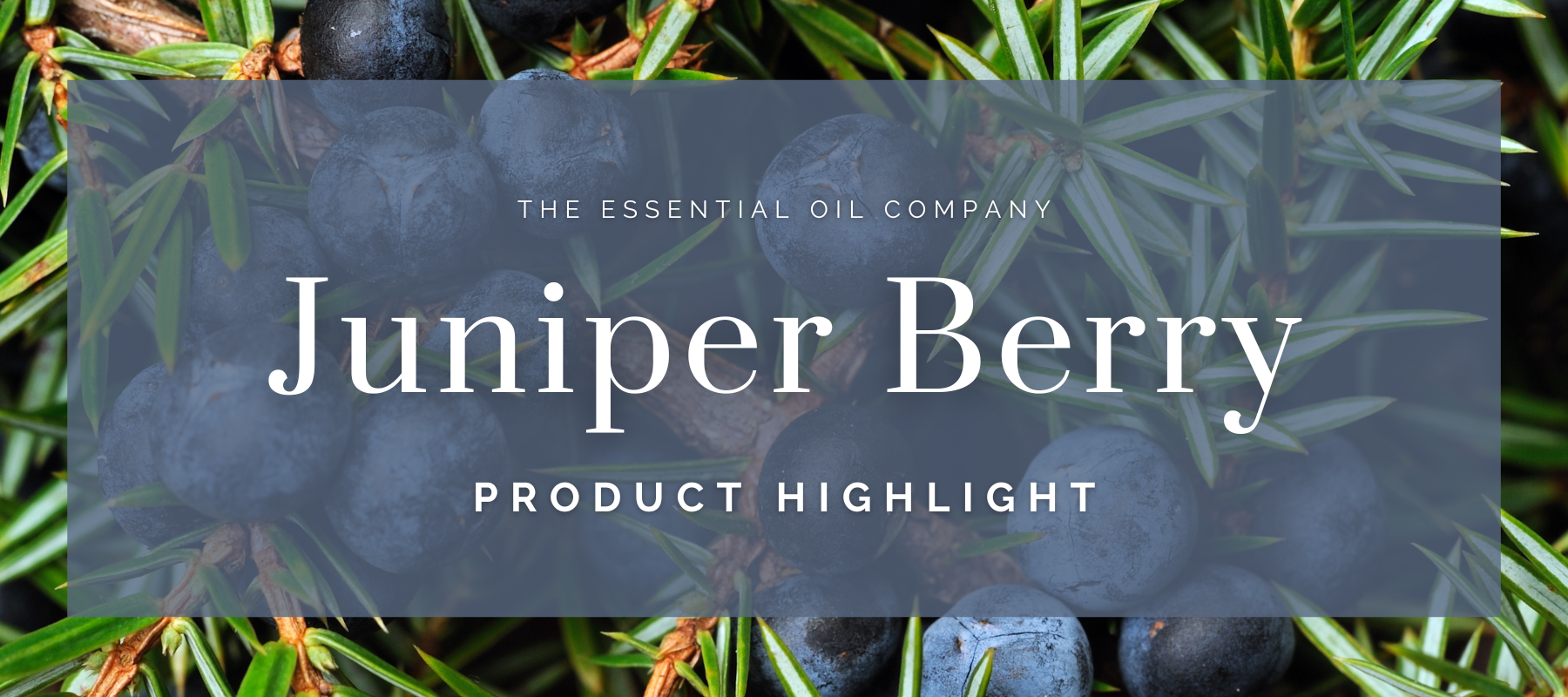 Juniper Berry: Product Highlight