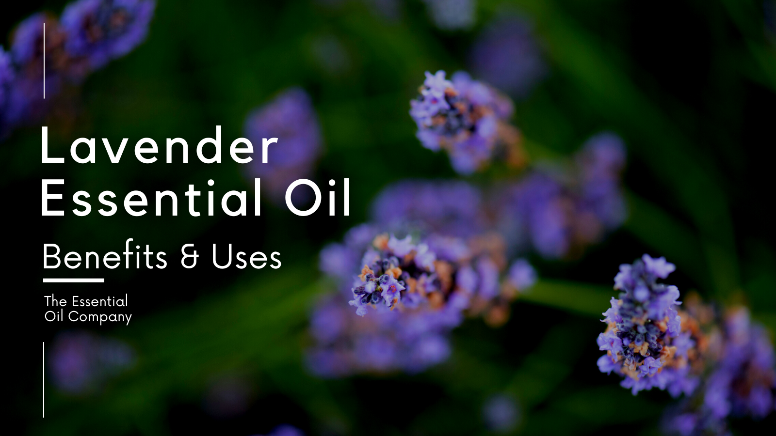 Lavender Essential Oil blog