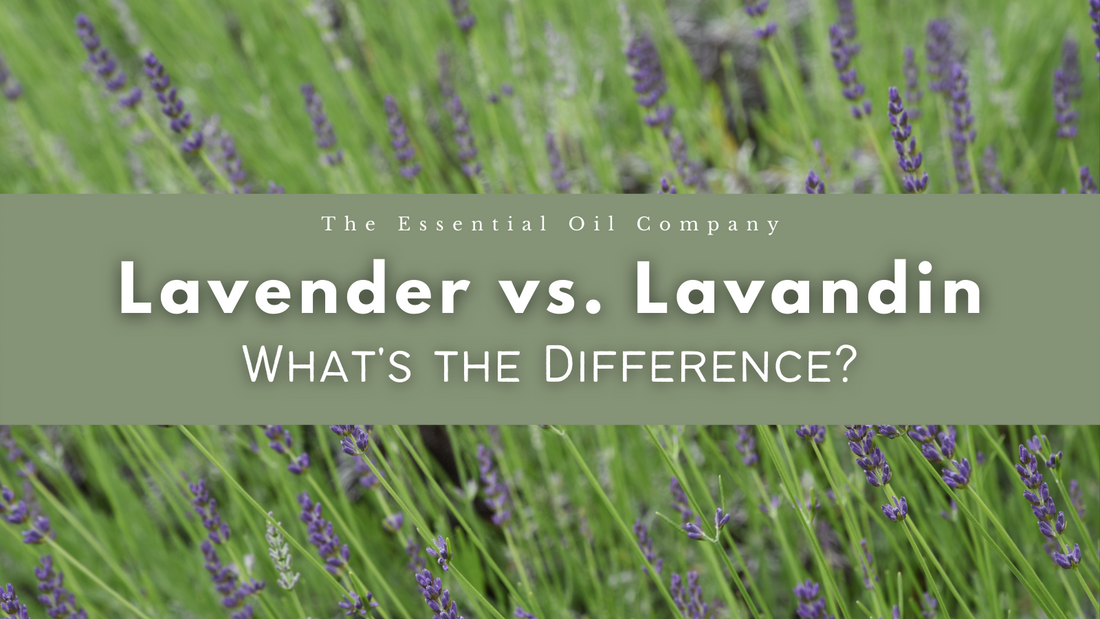 Lavender vs Lavandin