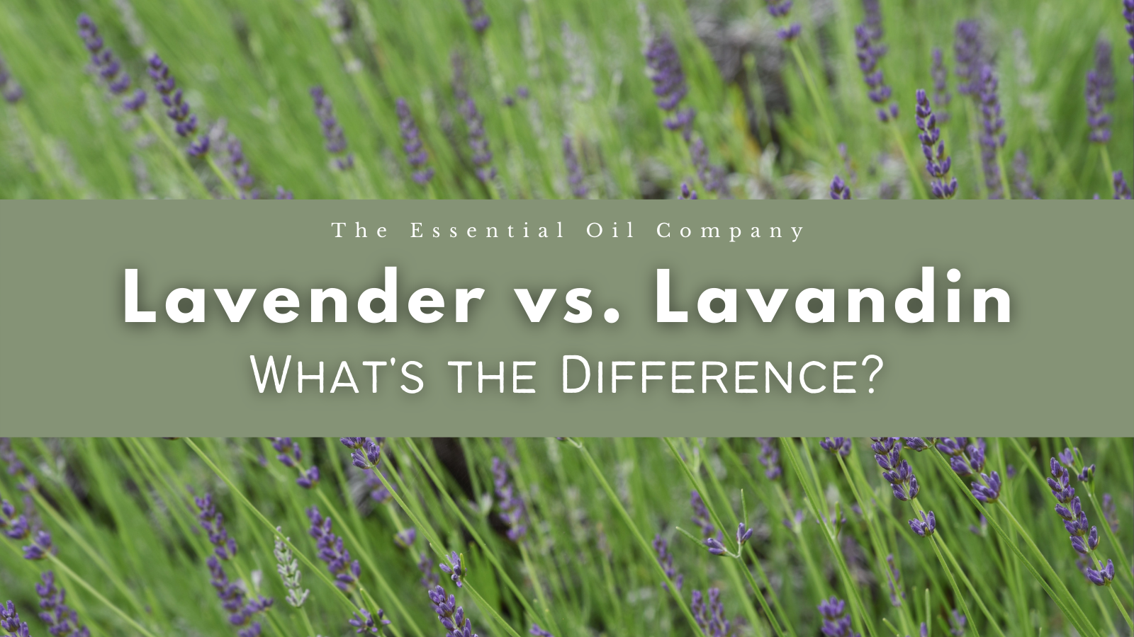 Lavender vs Lavandin