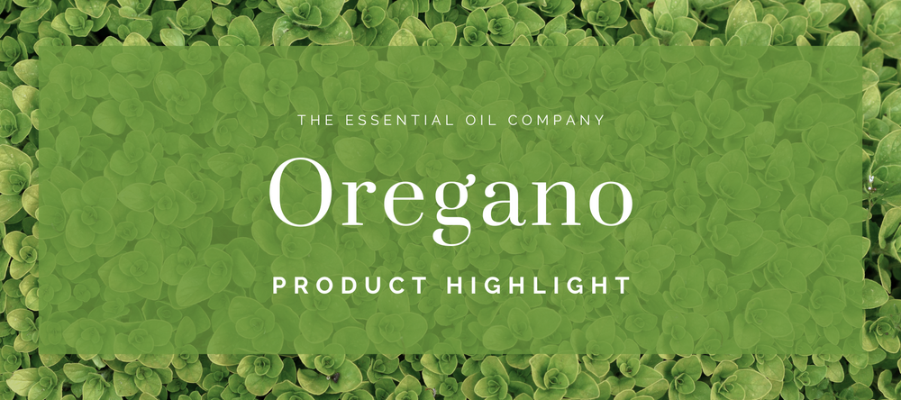 Oregano Essential Oil: Plant, History and Distillation – The Essential ...