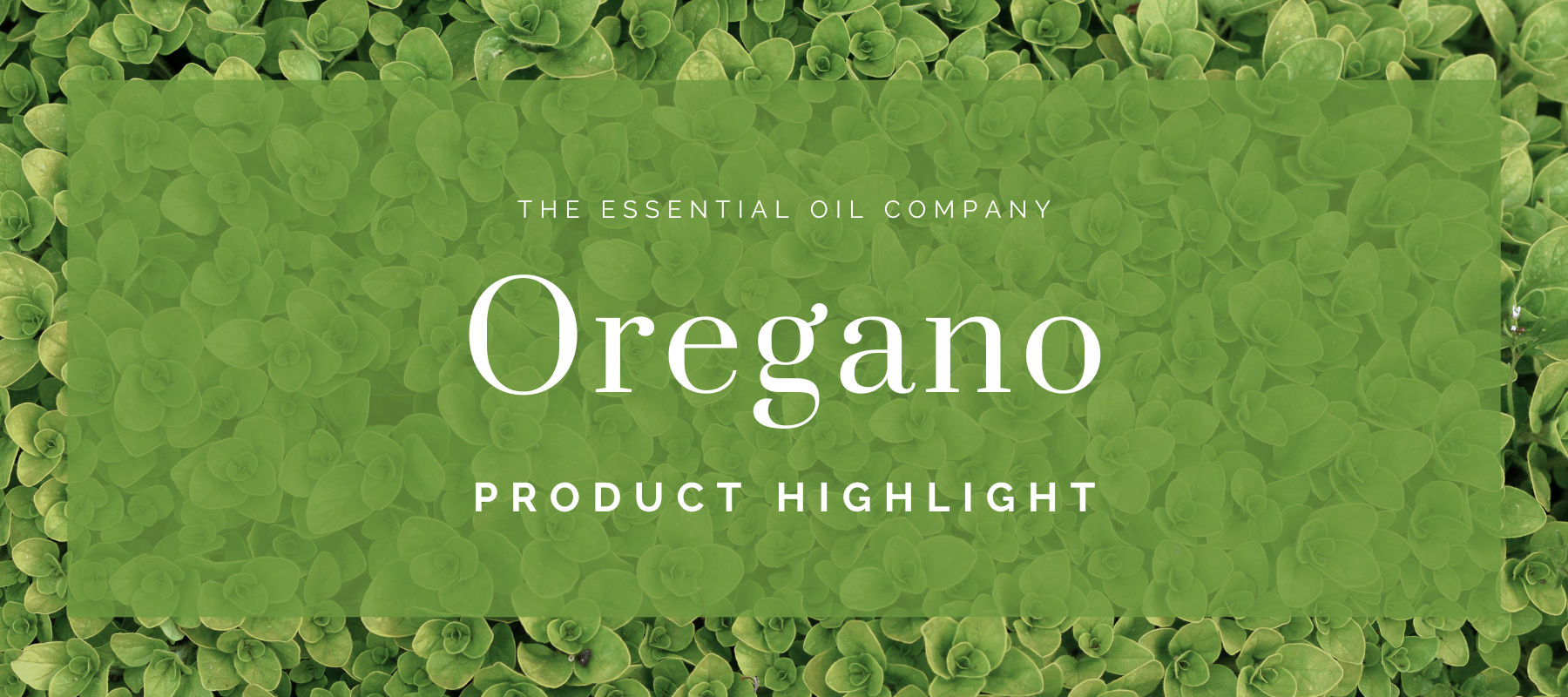 Oregano: Product Highlight