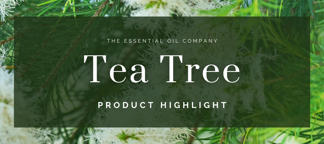 tea tree essential oil product highlight