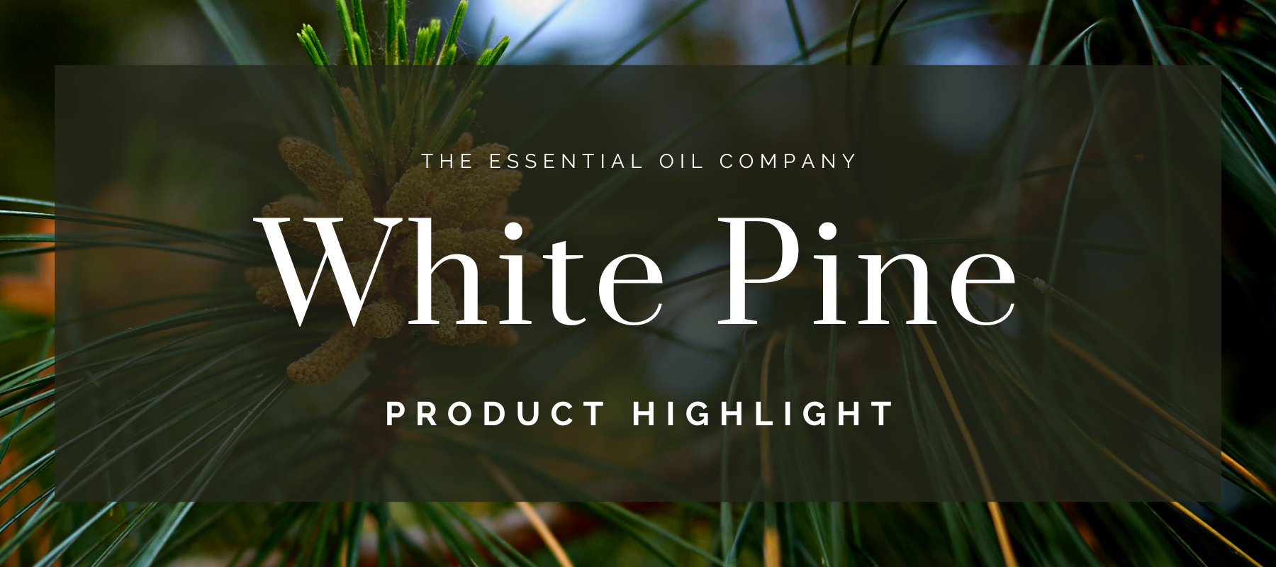 White Pine: Product Highlight
