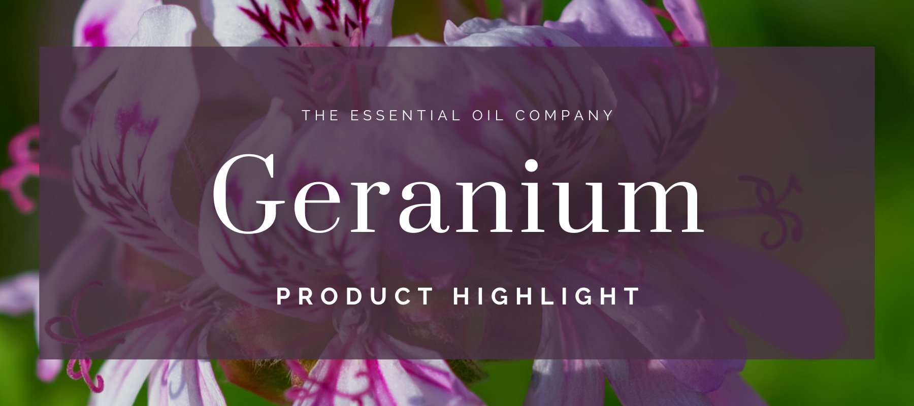 Geranium Product Hightlight