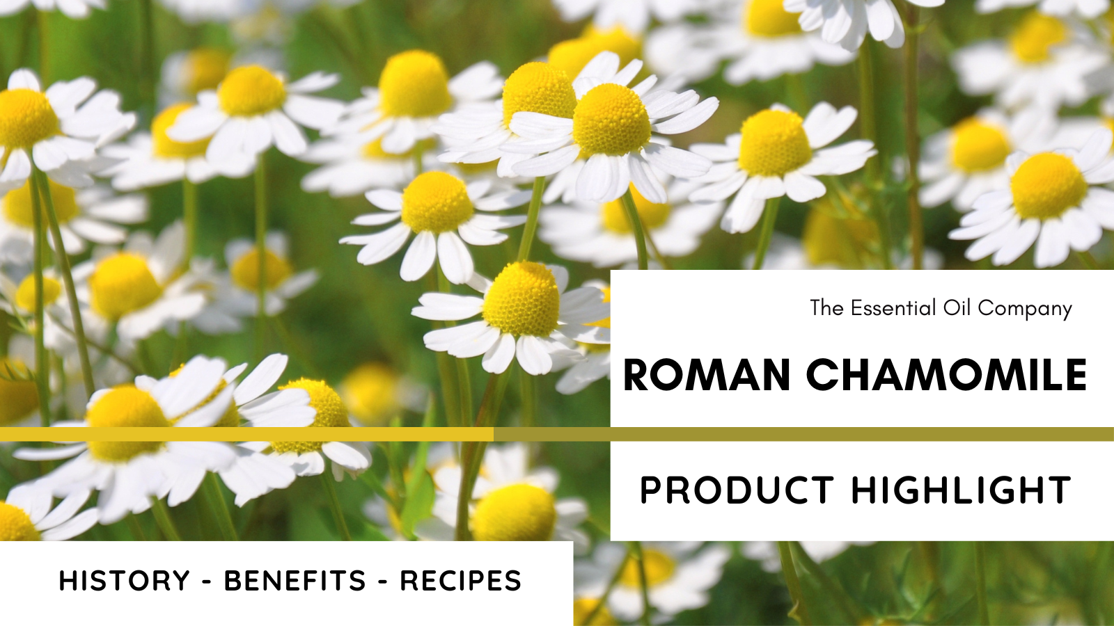 Roman Chamomile: Product Highlight