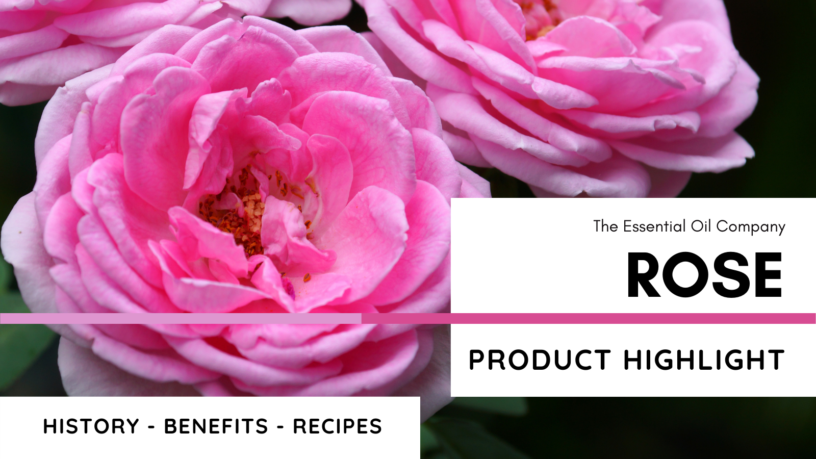 Rose: Product Highlight