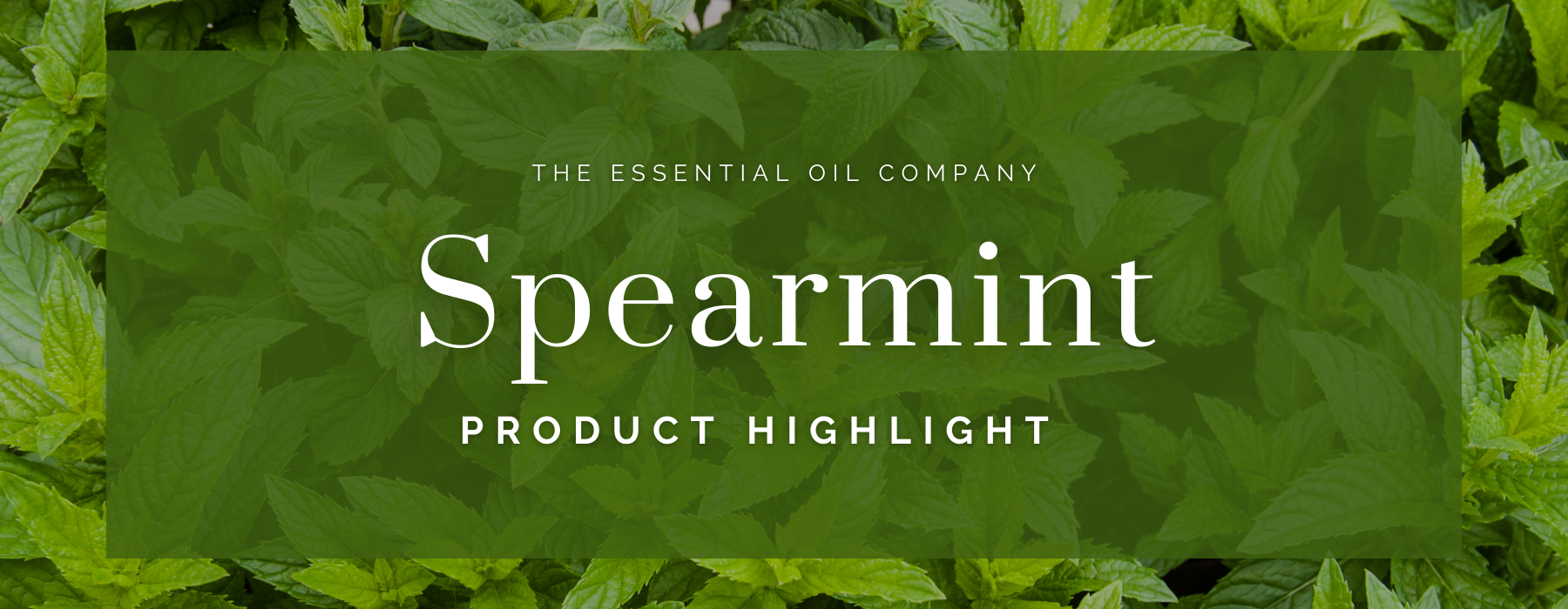 Spearmint: Product Highlight
