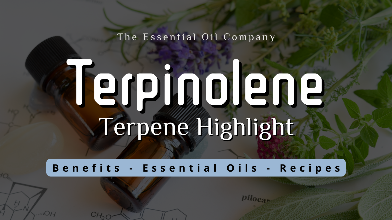 terpinolene Terpene Highlight