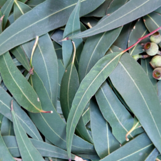Eucalyptus essential oil  Distilling Eucalyptus leaves for essential oils