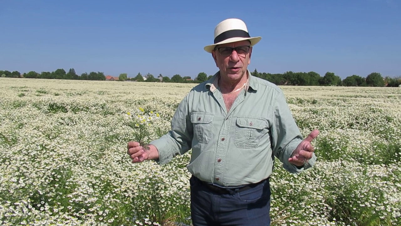 Hungarian Chamomile Oil essential oil