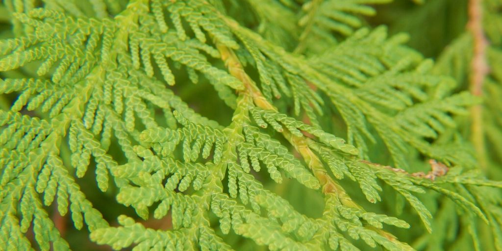 Western Redcedar used for making essential oils