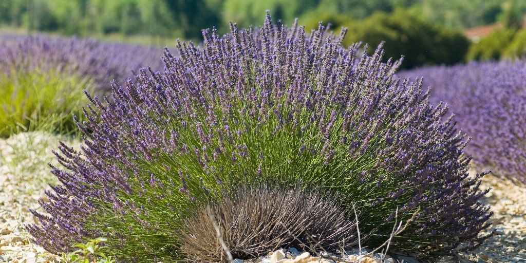 organic lavender and lavandin used for making essential oils