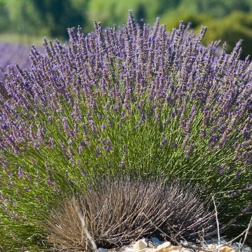 organic lavender and lavandin used for making essential oils