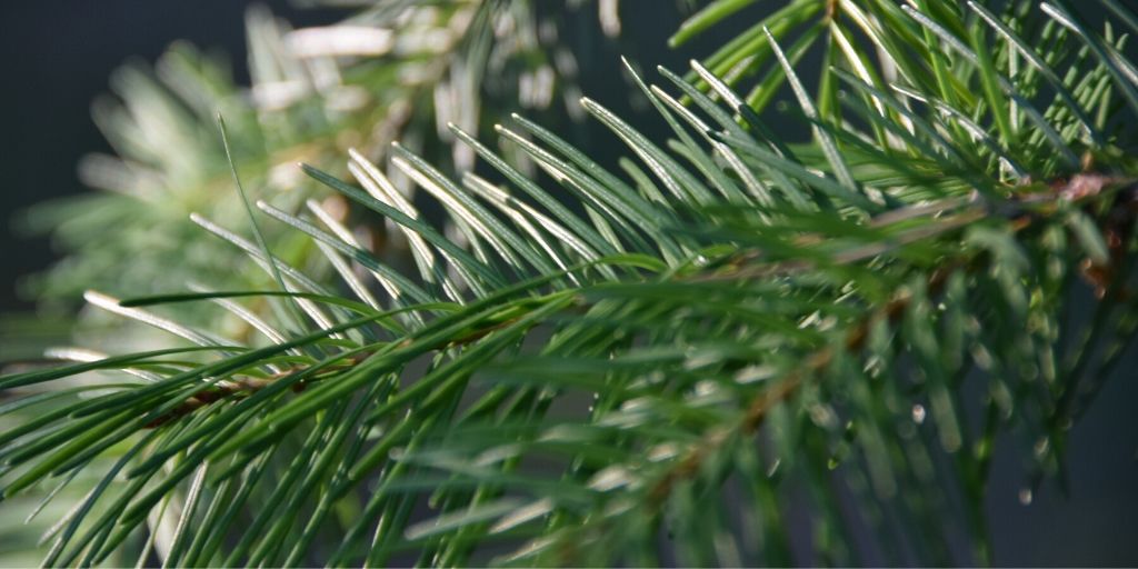 Douglas fir essential oil