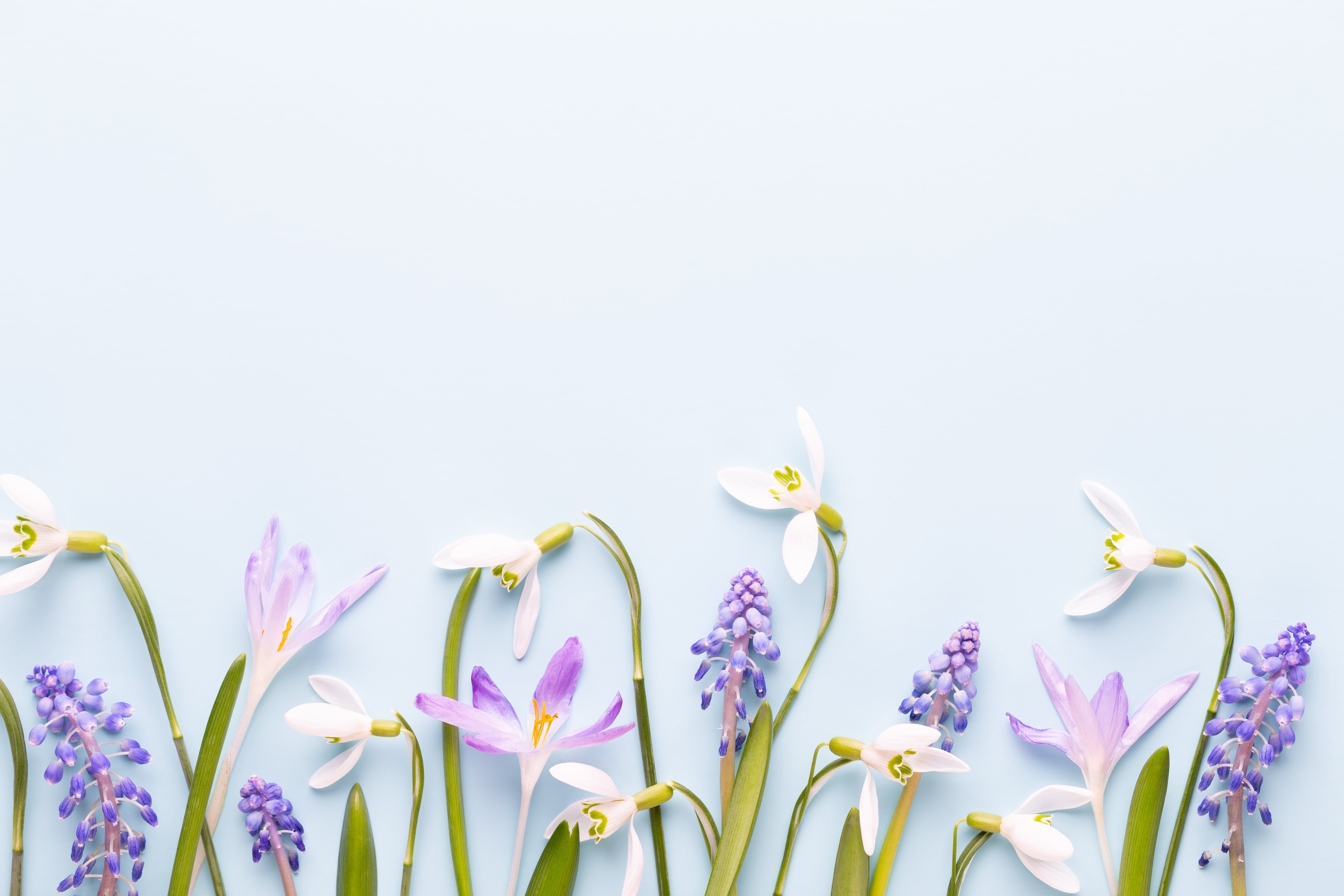 Spring Awakens