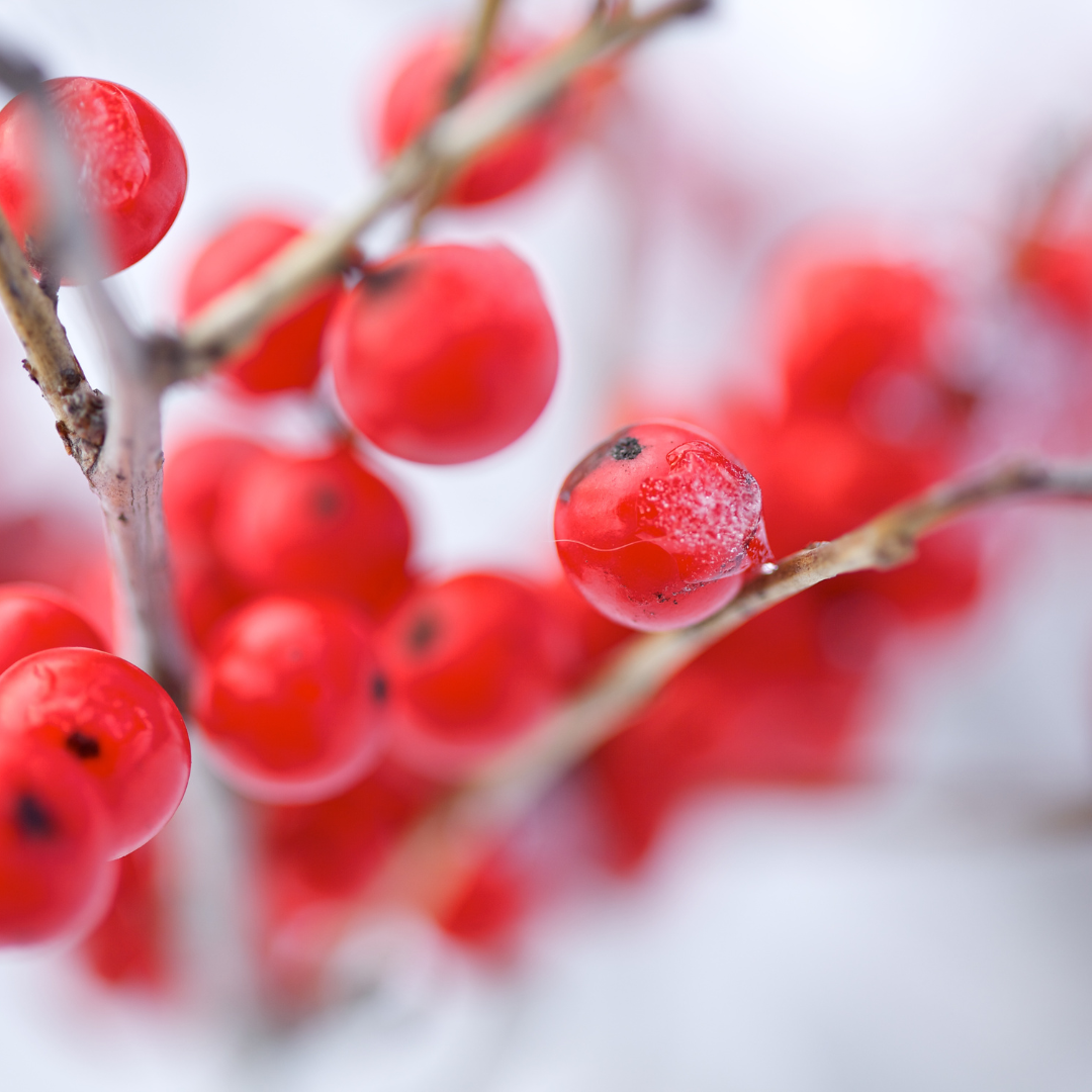 Winterberry Fragrance Oil (LIMITED TIME)