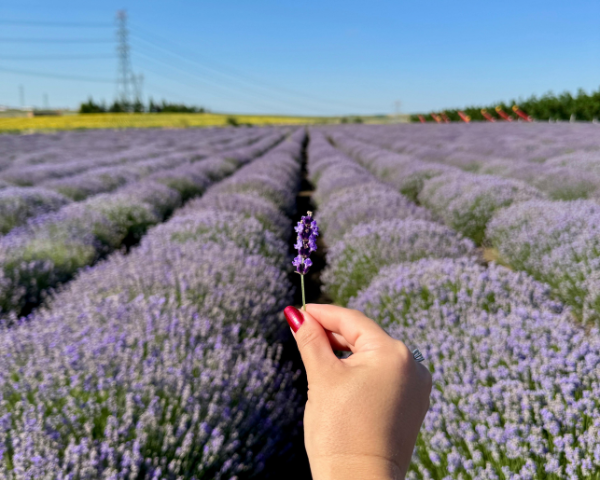 The Essential Oil Company