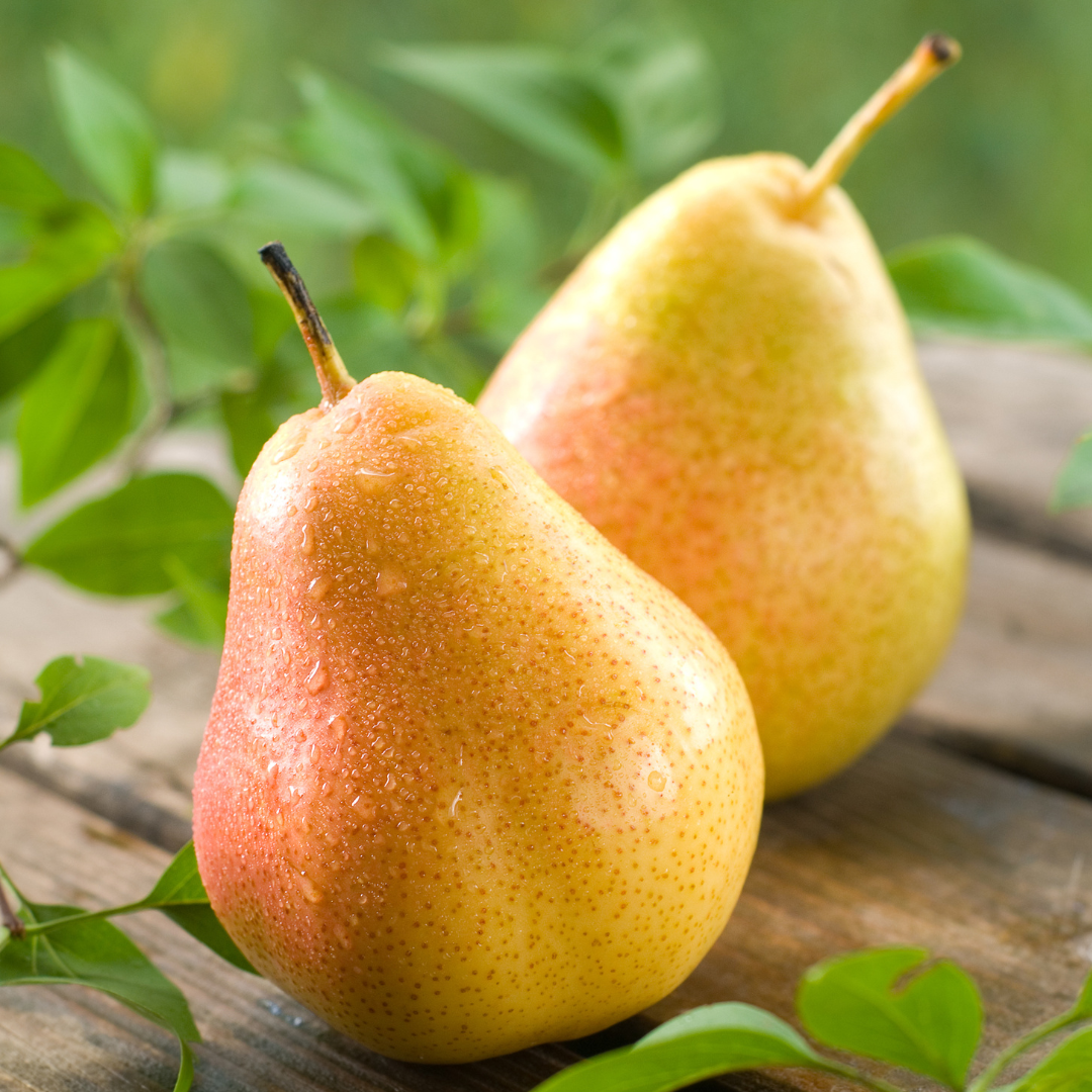 Juicy Pear Fragrance Oil (Limited Time Only!)