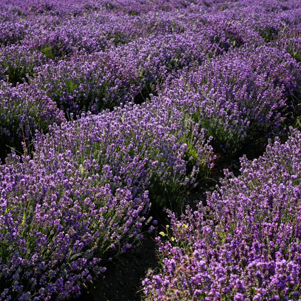 organic lavender plants Lavender 40/42 Essential Oil 30 ml