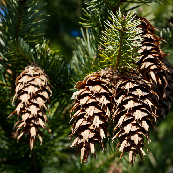 Douglas Fir (New Zealand)