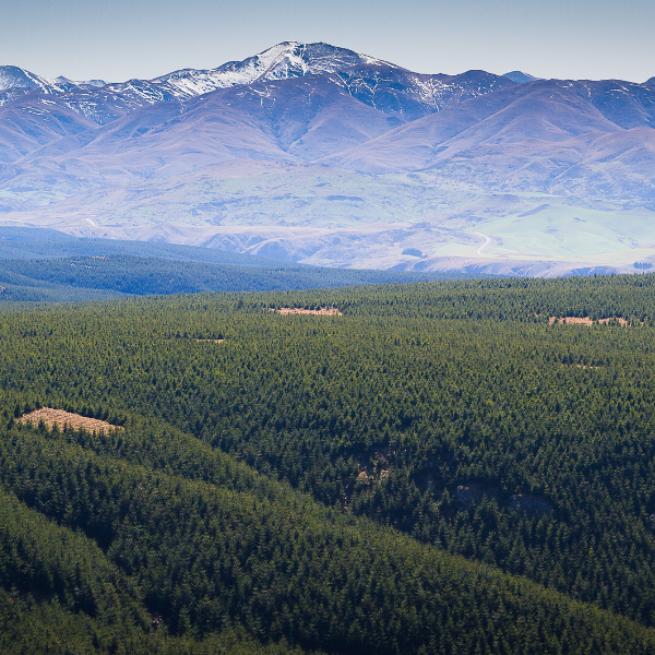 Douglas Fir NZ Essential Oil - Essential Oils - The Essential Oil Company Supporting